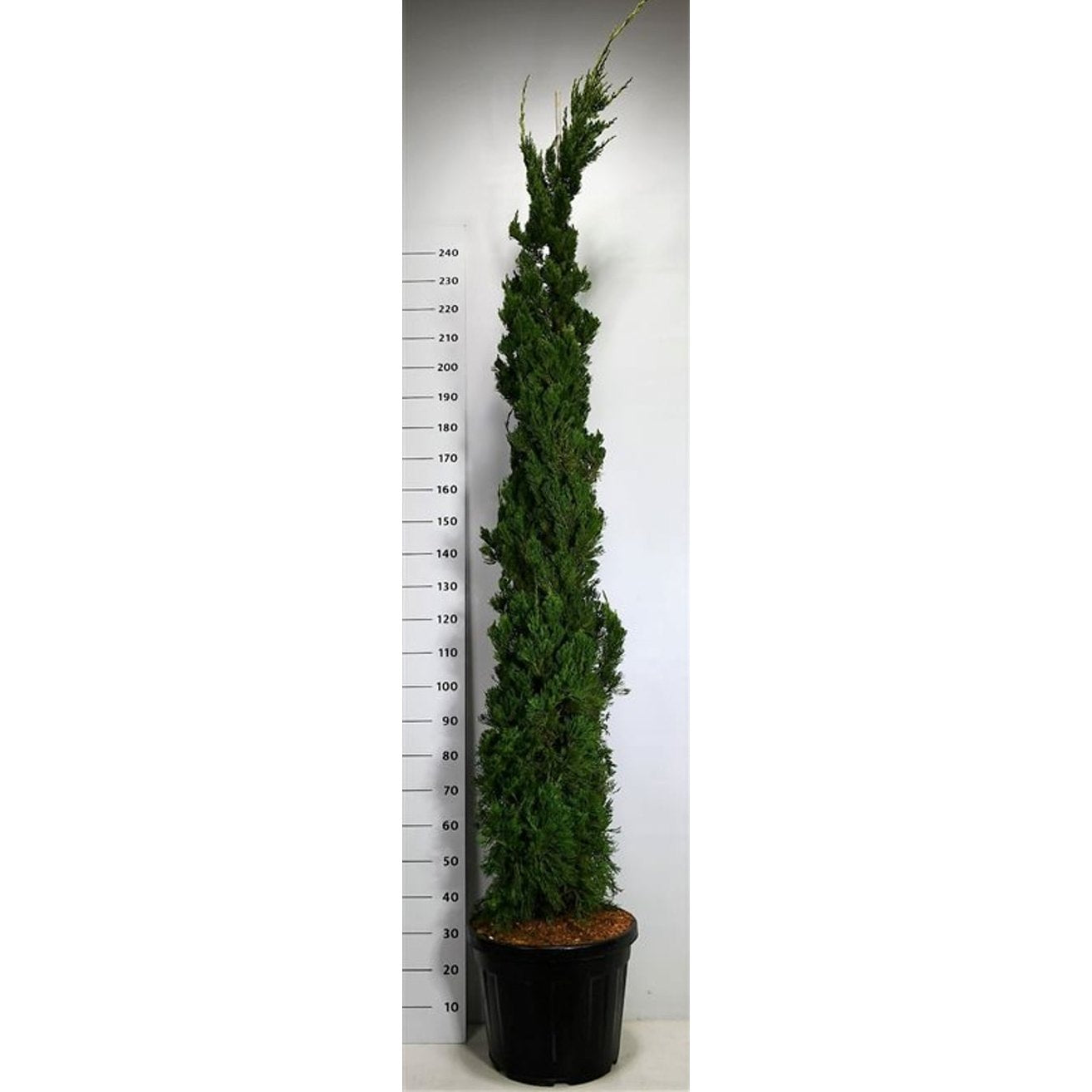 Kinesisk en – Juniperus chinensis 'Kaizuka' - C45 250-275 cm.